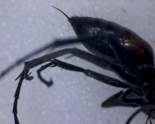 Réf. 290 570 : Caliadurgus fasciatellus